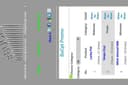 Advanced SEO (Search Engine Optimization)