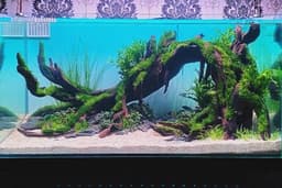 Jasa Dekorasi Aquascape Paludarium