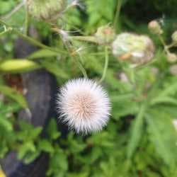 creative cendekia